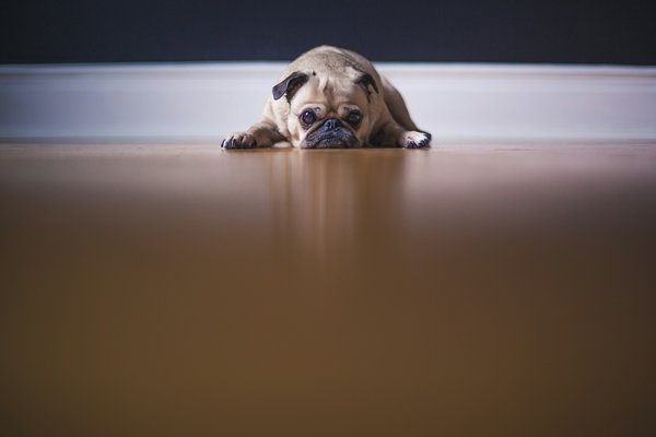 How to Recognize and Respond to Signs of Depression in Pets?