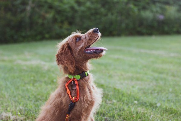 What Are the Best Training Tools for a Dog Prone to Anxiety?